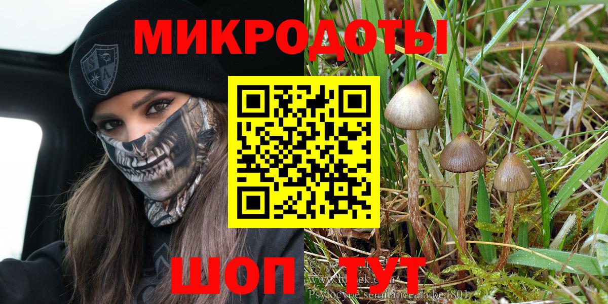 Псилоцибиновые грибы Psilocybe Лениногорск